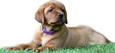 fox red labradors for sale near me