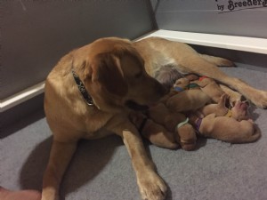 A good mother of Fox Red puppies