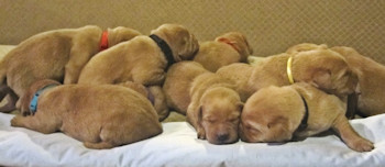 Even more of our Fox Red Lab Retriever puppies