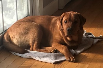 Pictures of Fox Red Labs