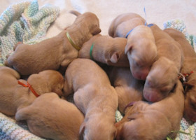 Our Upcoming Litters of Fox Red Labrador Puppies